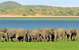 Elephant Safari at Minneriya National Park in Sri Lanka.