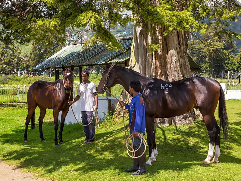 stable-experience-in-nuwara-eliya-sri-lanka-3