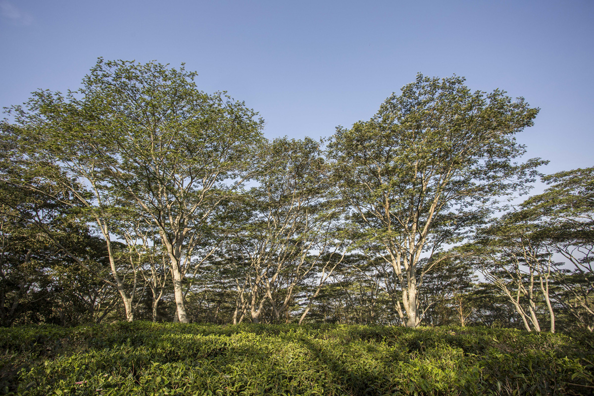 Chatsworth Tea plantation