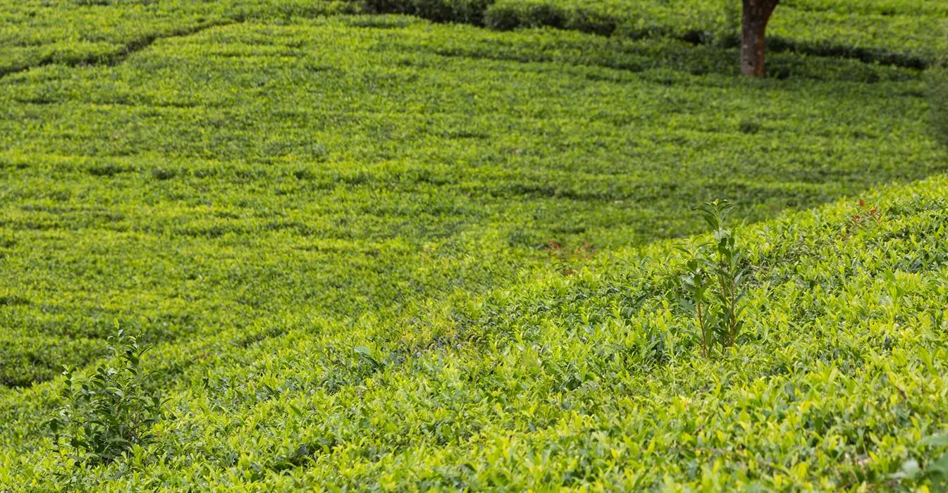 blue-field-tea-gardens