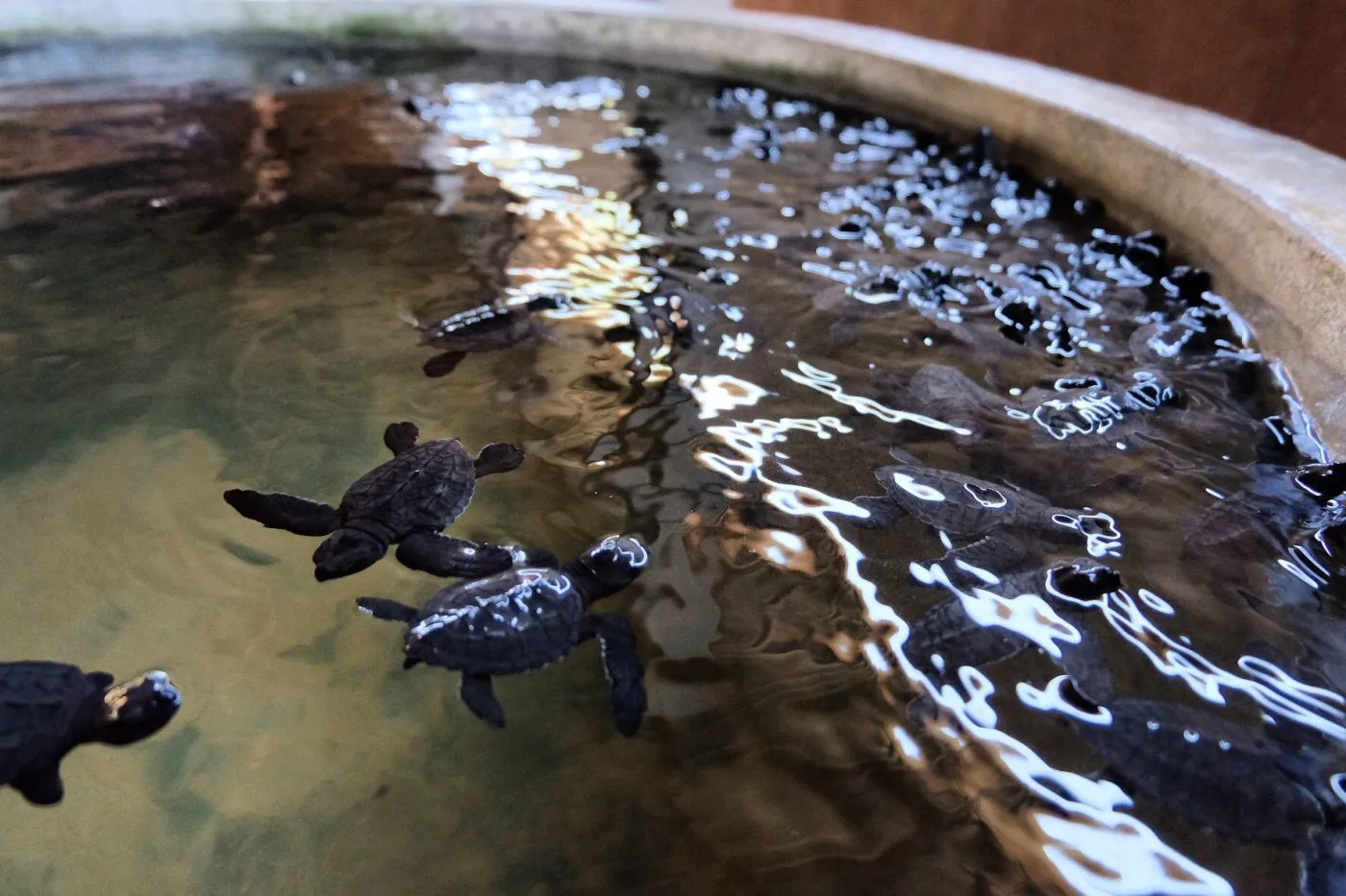 Koggala Turtle Hatchery