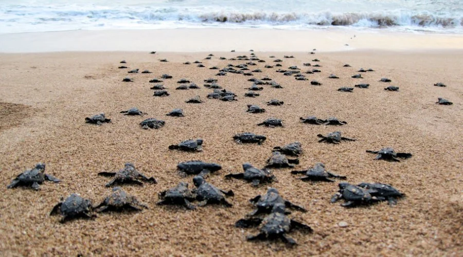 Koggala Turtle Hatchery