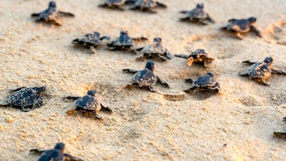 Koggala Turtle Hatchery