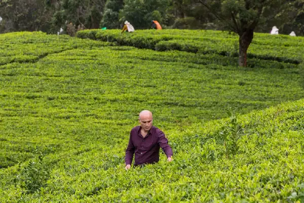 tea plantations in nuwara eliya sri lanka - top things to do in sri lanka.